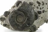Plate of Devonian Ammonite Fossils - Morocco #291023-1
